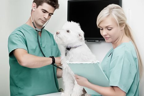 veterinários examinando um cachorro em uma clínica