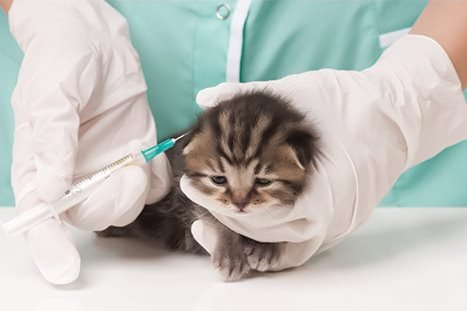 profissional de saúde animal vacinando um gato em uma clínica