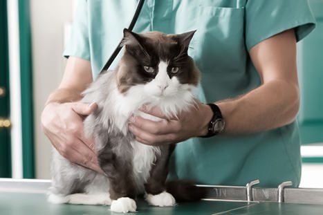 profissional de saúde animal examinando um gato em uma clínica